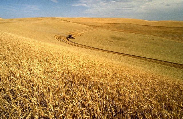 Kornfeld im Cumberland County, Assentia